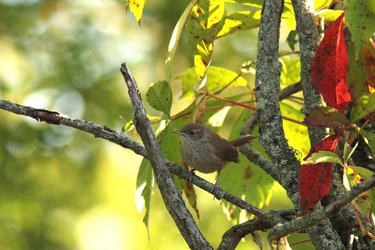 Northern House Wren - ML641018244