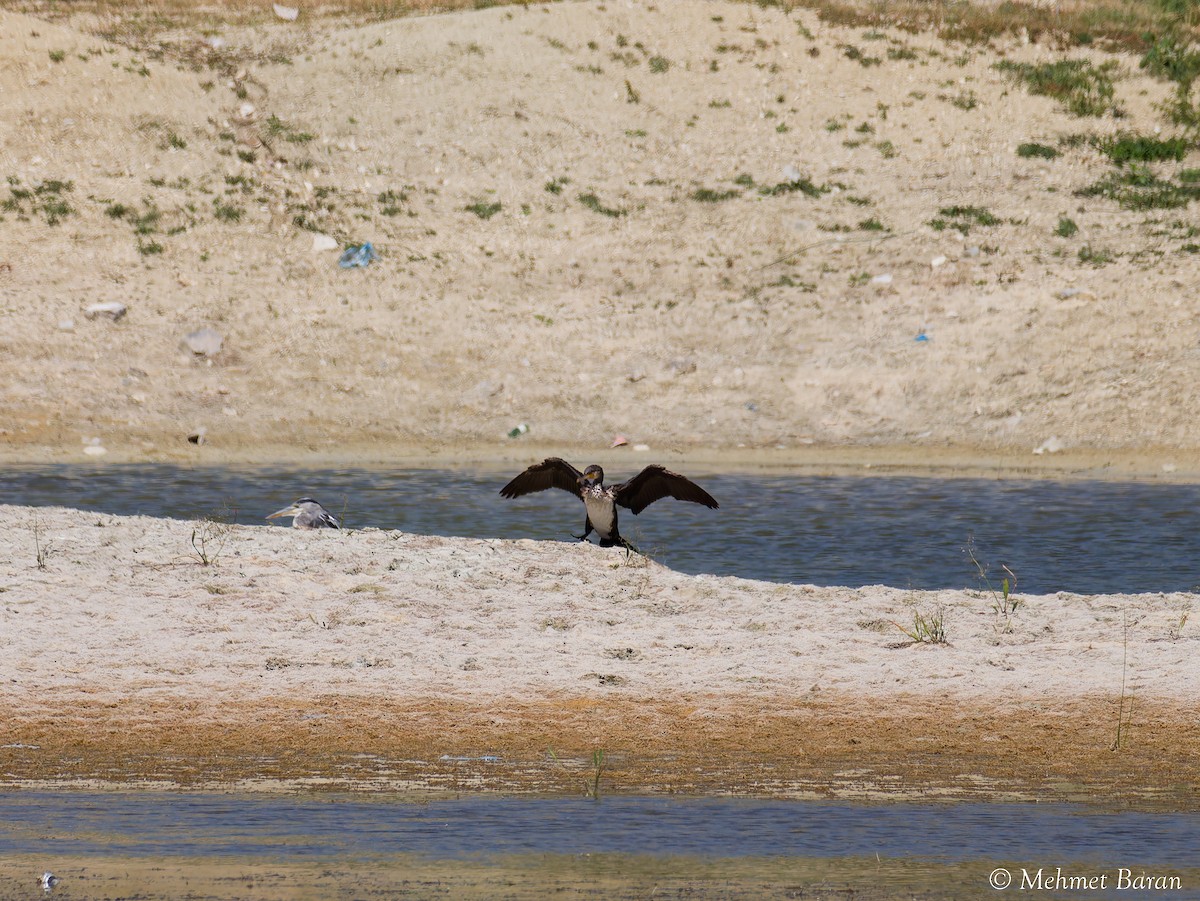 Great Cormorant - ML641018310