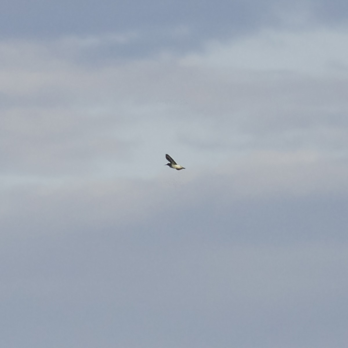 Graubrust-Strandläufer - ML641018343