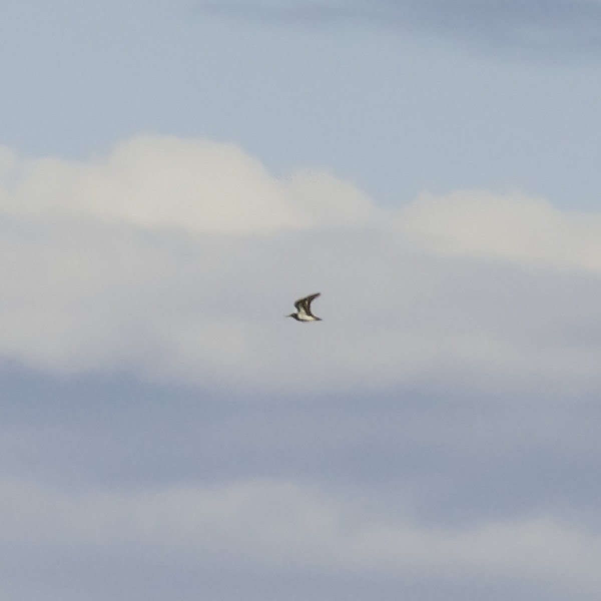 Graubrust-Strandläufer - ML641018344