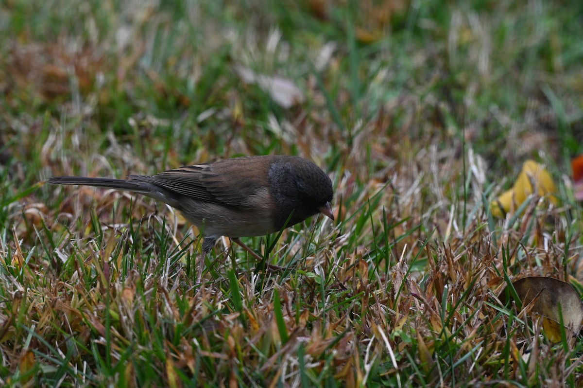 Dark-eyed Junco - ML641018350