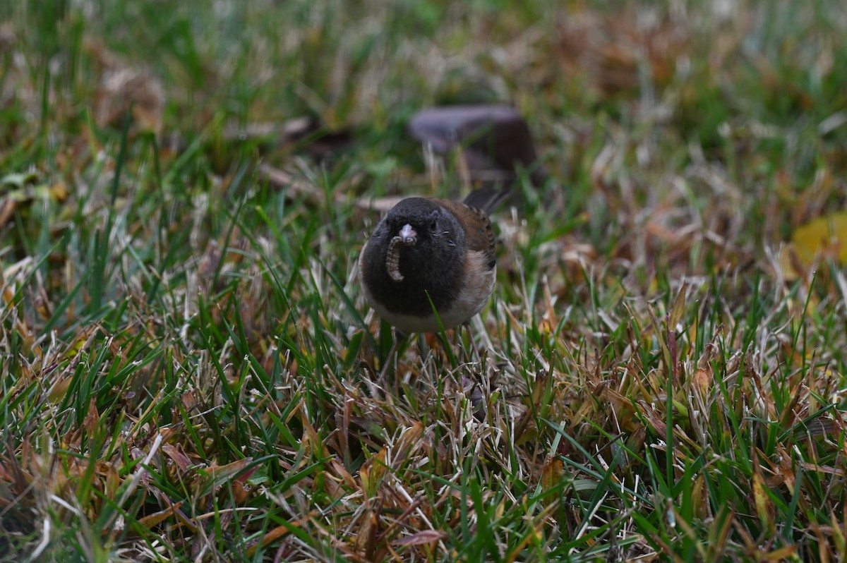 Dark-eyed Junco - ML641018355