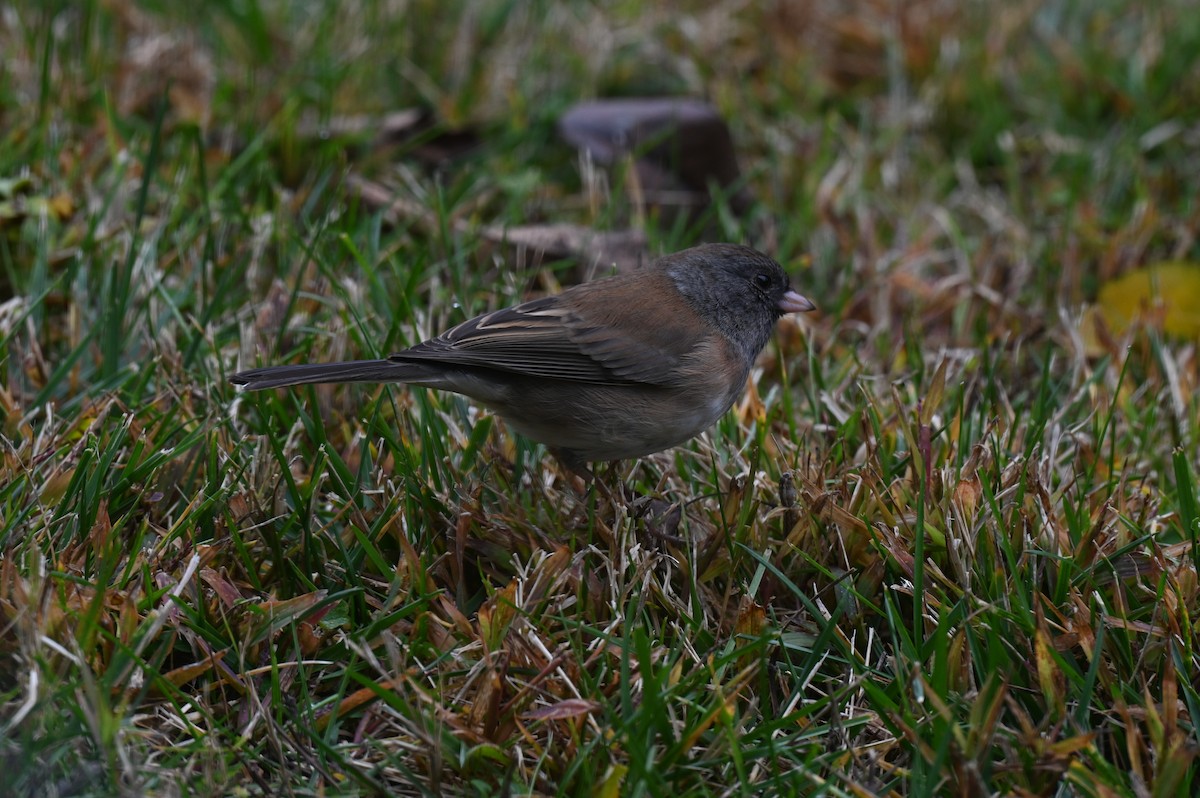 Dark-eyed Junco - ML641018359