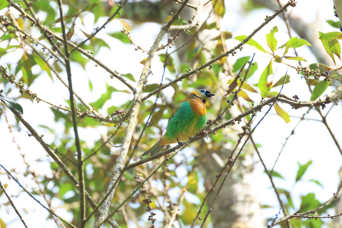 Brassy-breasted Tanager - ML641018412