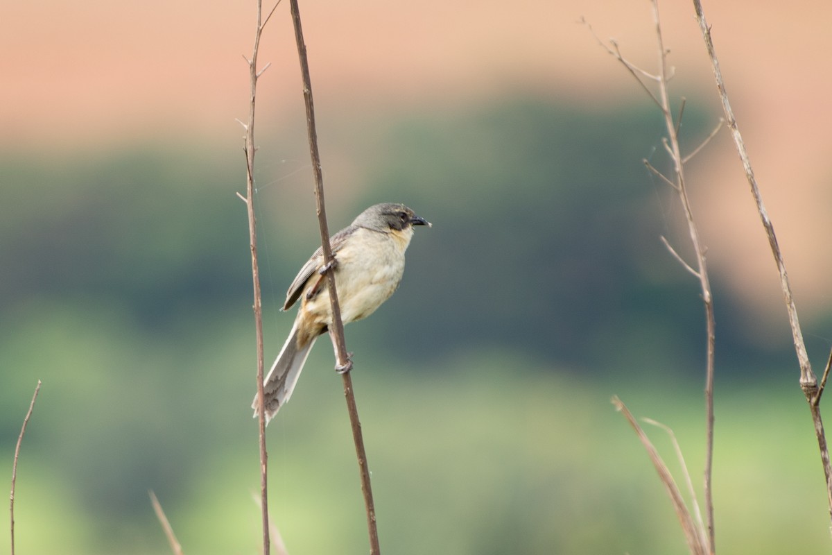 Long-tailed Reed Finch - ML641018427
