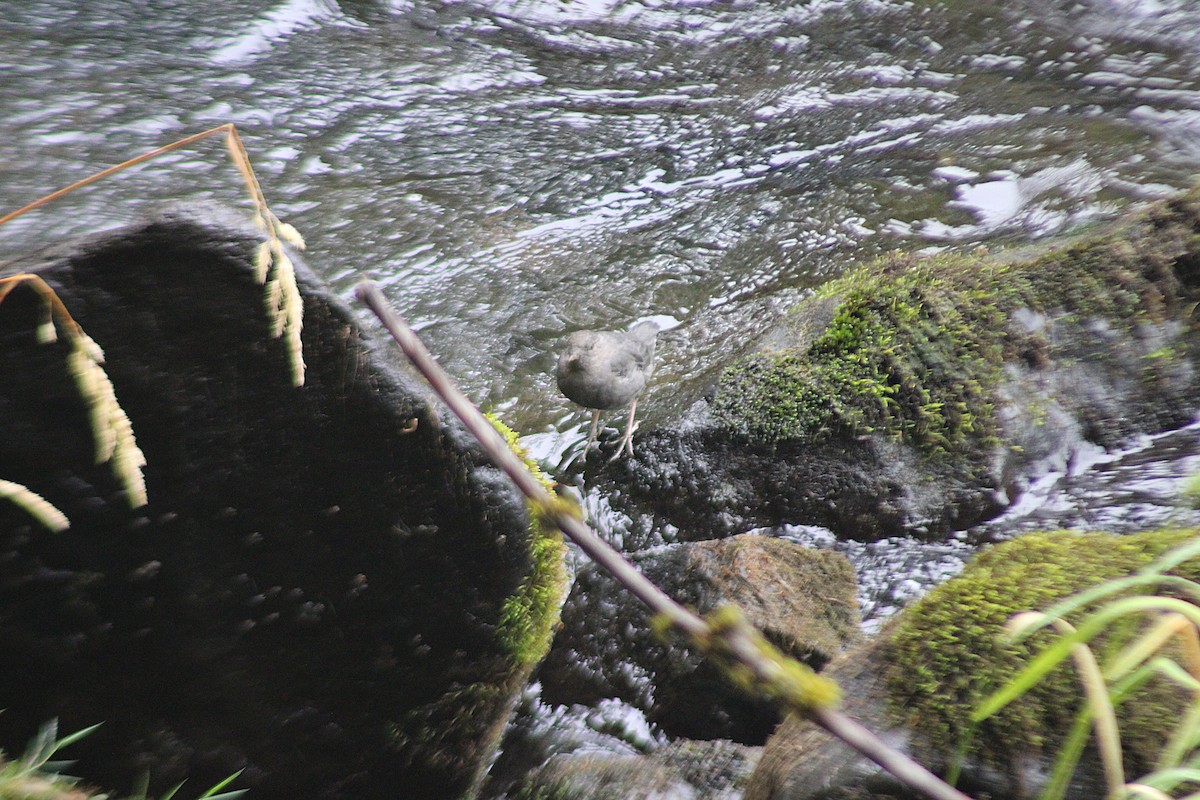 American Dipper - ML641018434