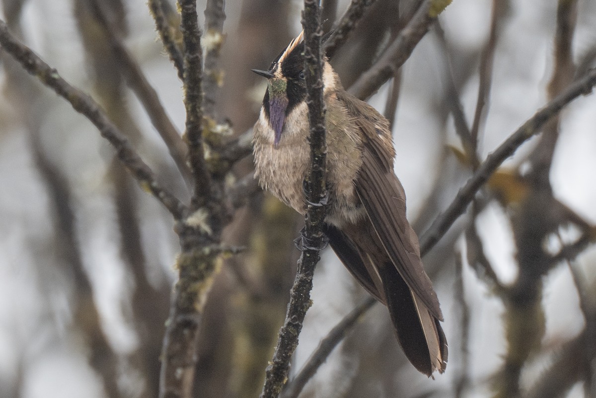 okerhjelmkolibri - ML641018435