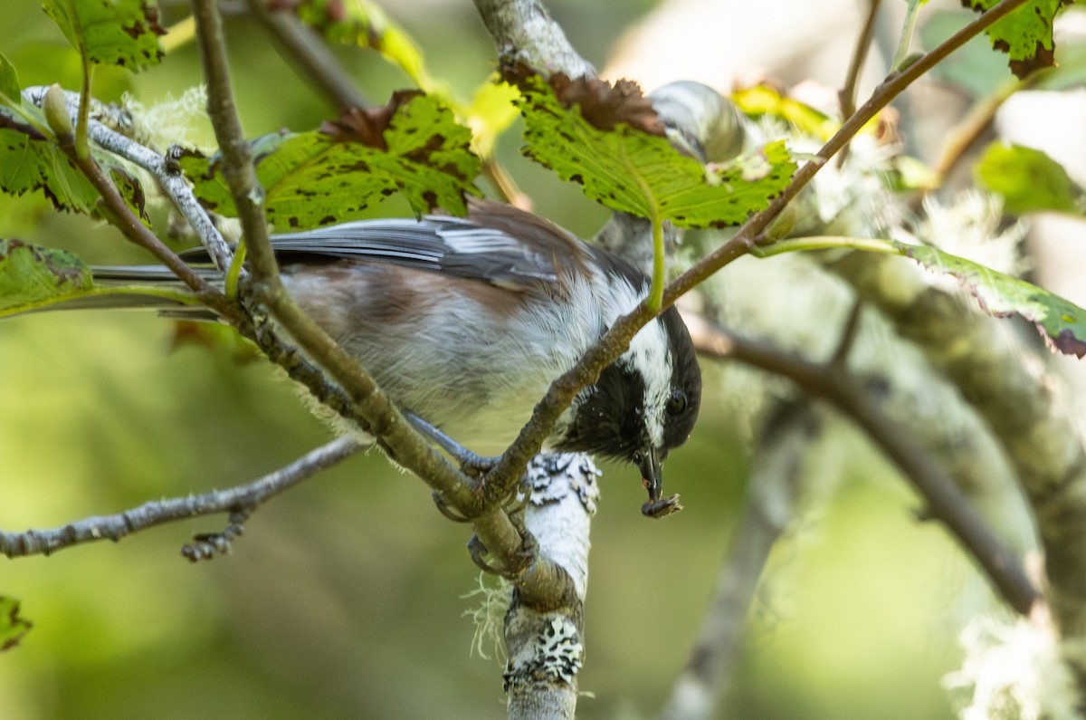 Chestnut-backed Chickadee - ML641018441