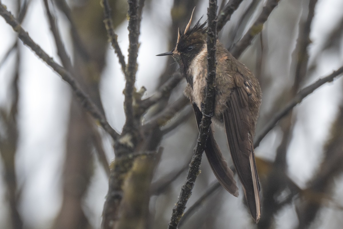 okerhjelmkolibri - ML641018444