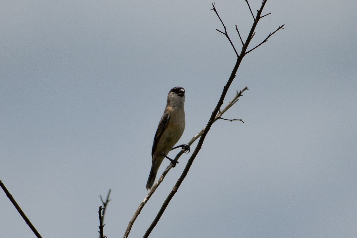 Pearly-bellied Seedeater - ML641018450