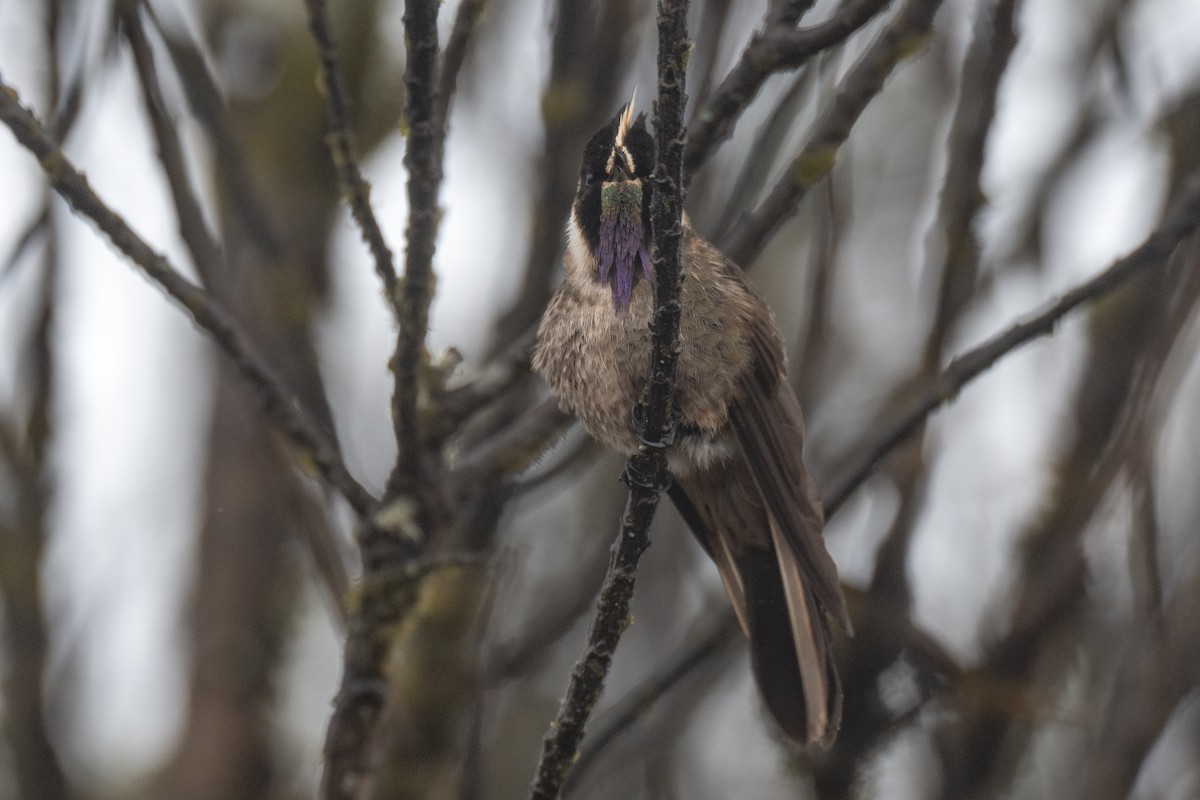 okerhjelmkolibri - ML641018451