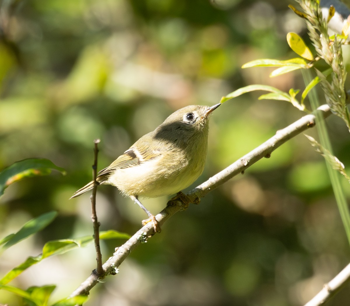 Ruby-crowned Kinglet - ML641018459