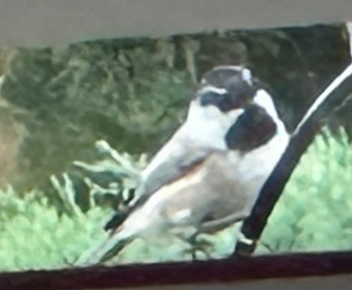 Black-capped x Mountain Chickadee (hybrid) - ML641018466