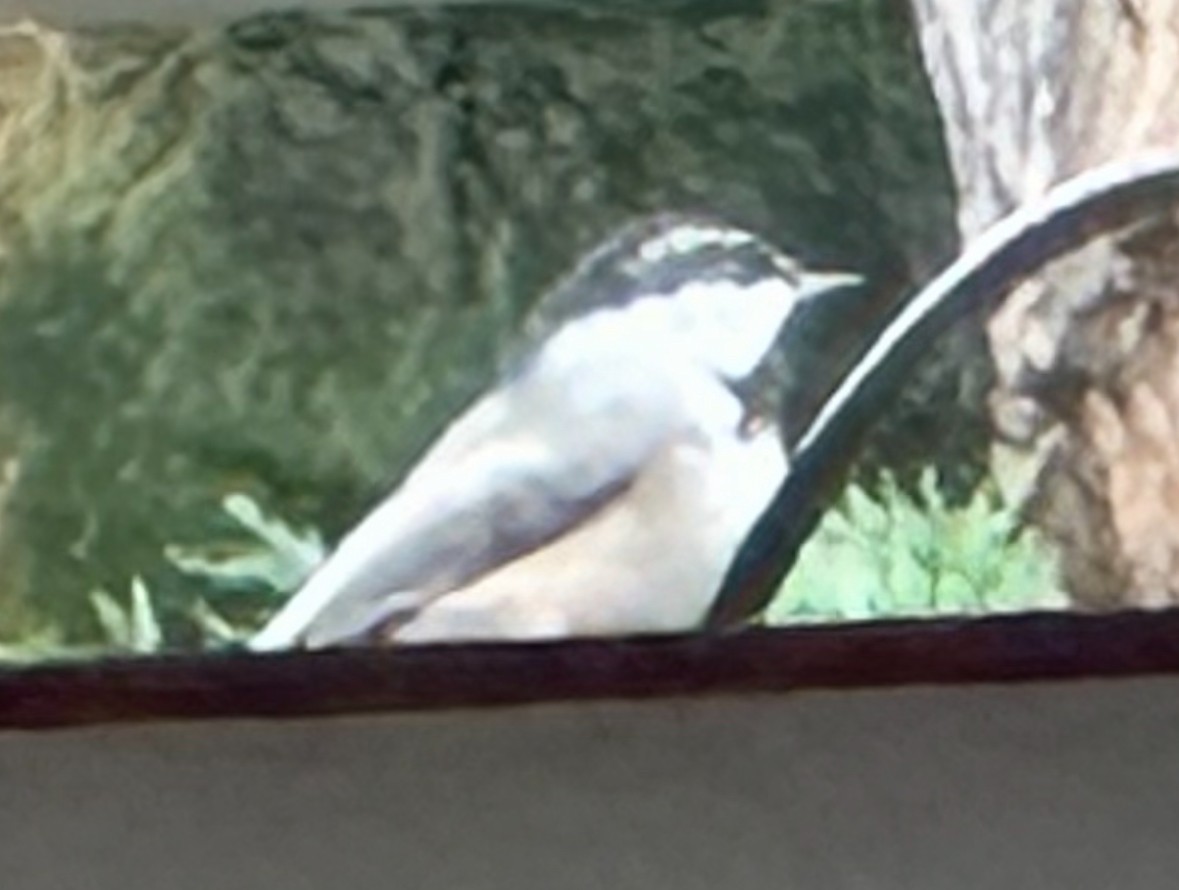 Black-capped x Mountain Chickadee (hybrid) - ML641018467