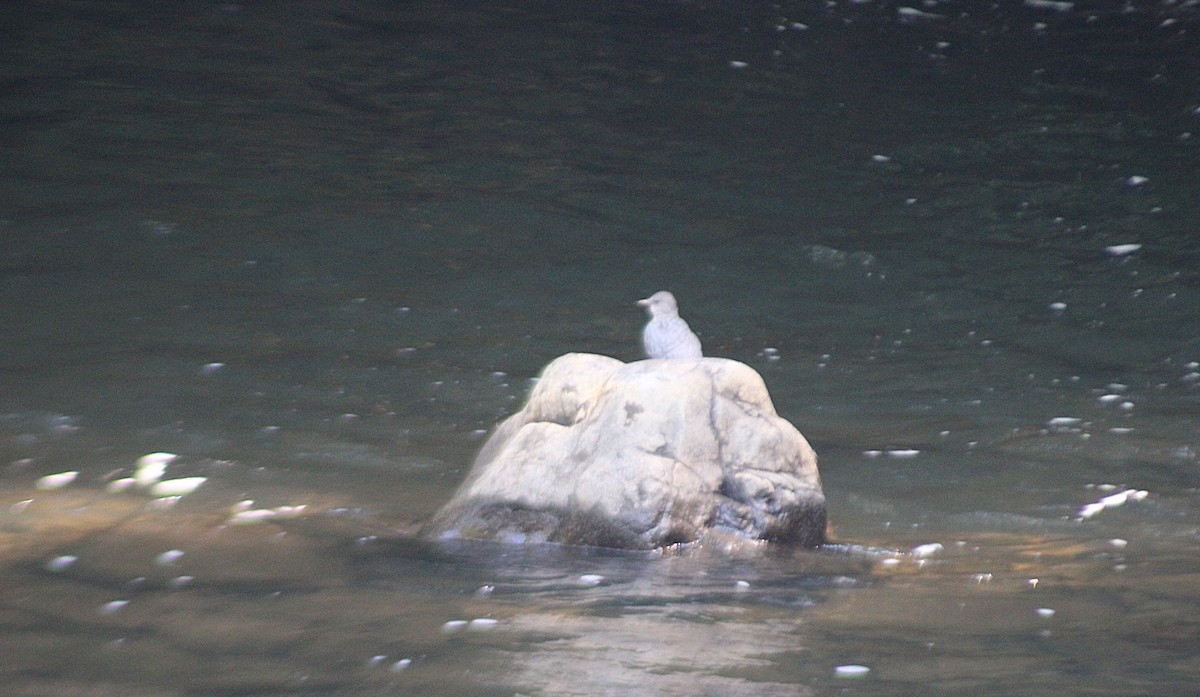 American Dipper - ML641018474