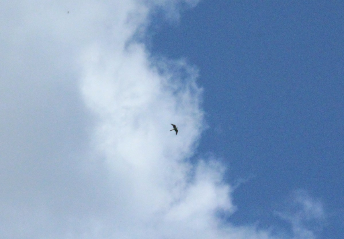 Falco sp. - ML641018489