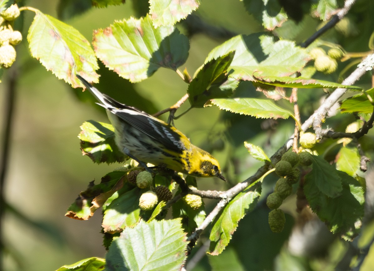 Townsend's Warbler - ML641018493