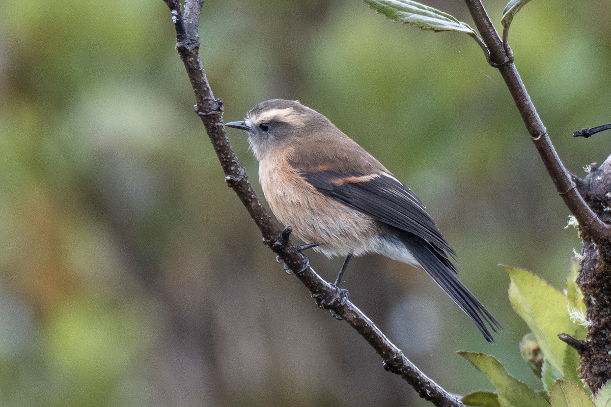 Brown-backed Chat-Tyrant - ML641018510