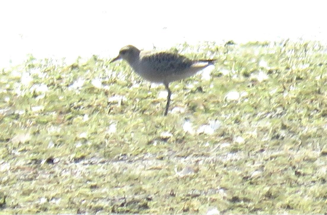 American Golden-Plover - ML641018536