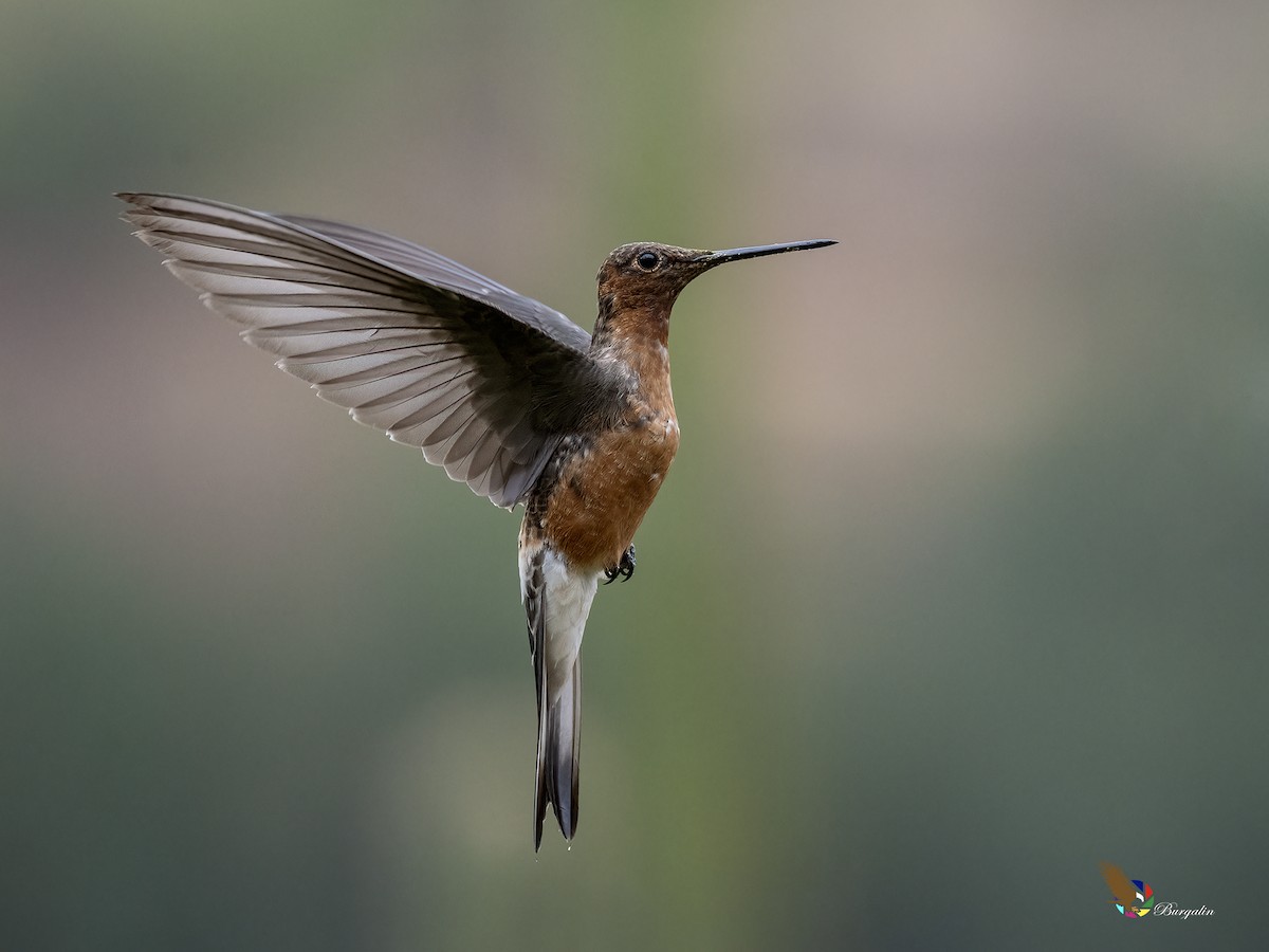 Giant Hummingbird - ML641018560