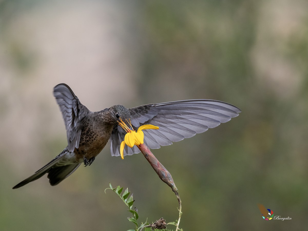 Giant Hummingbird - ML641018561
