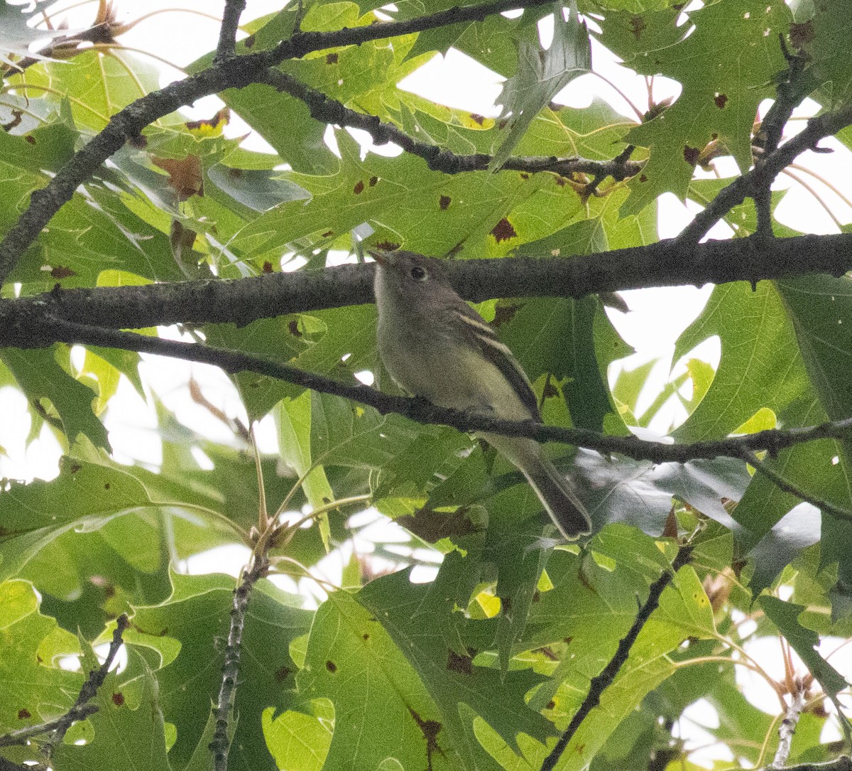 Empidonax sp. - ML641018566