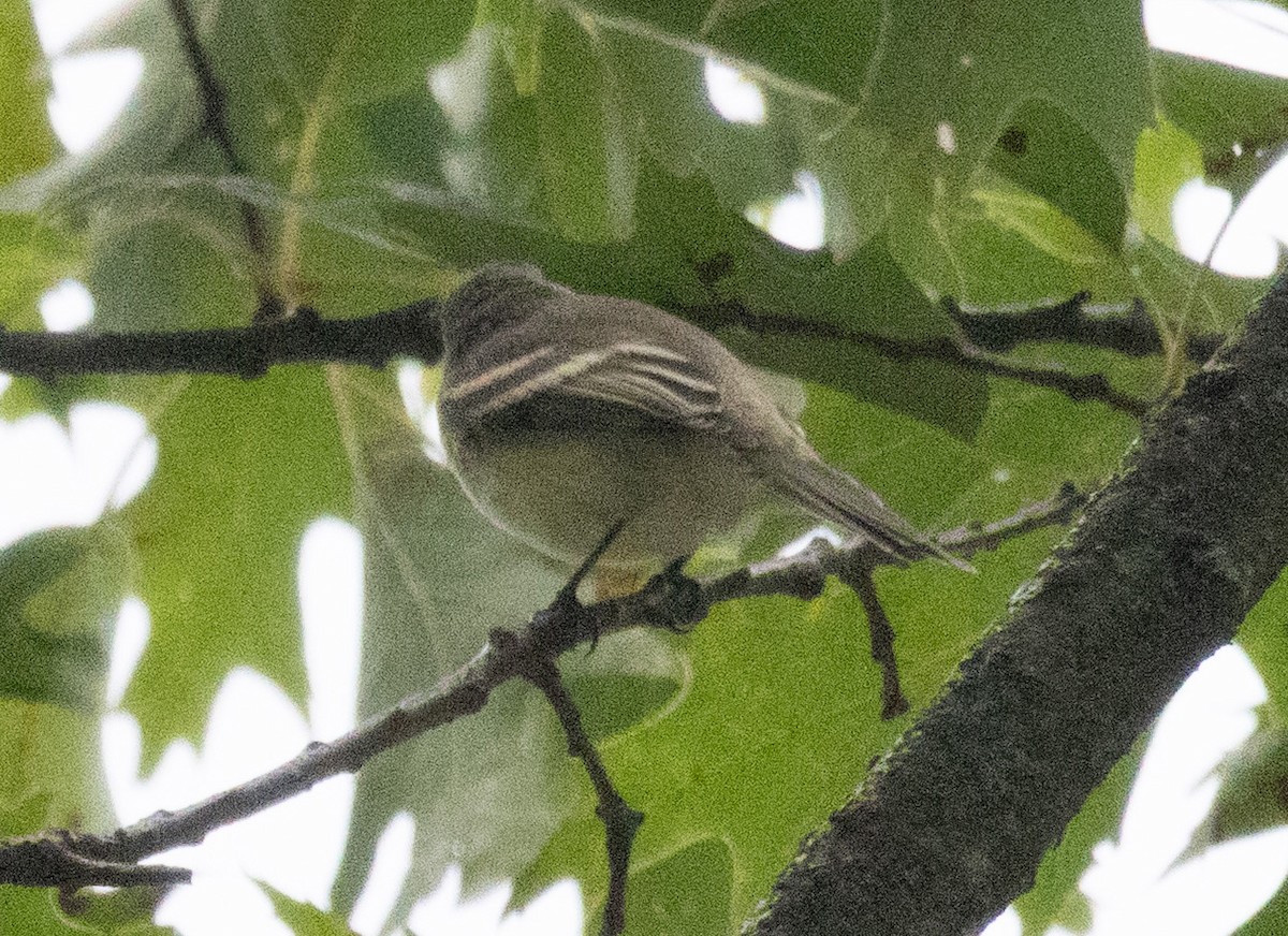 Empidonax sp. - ML641018581