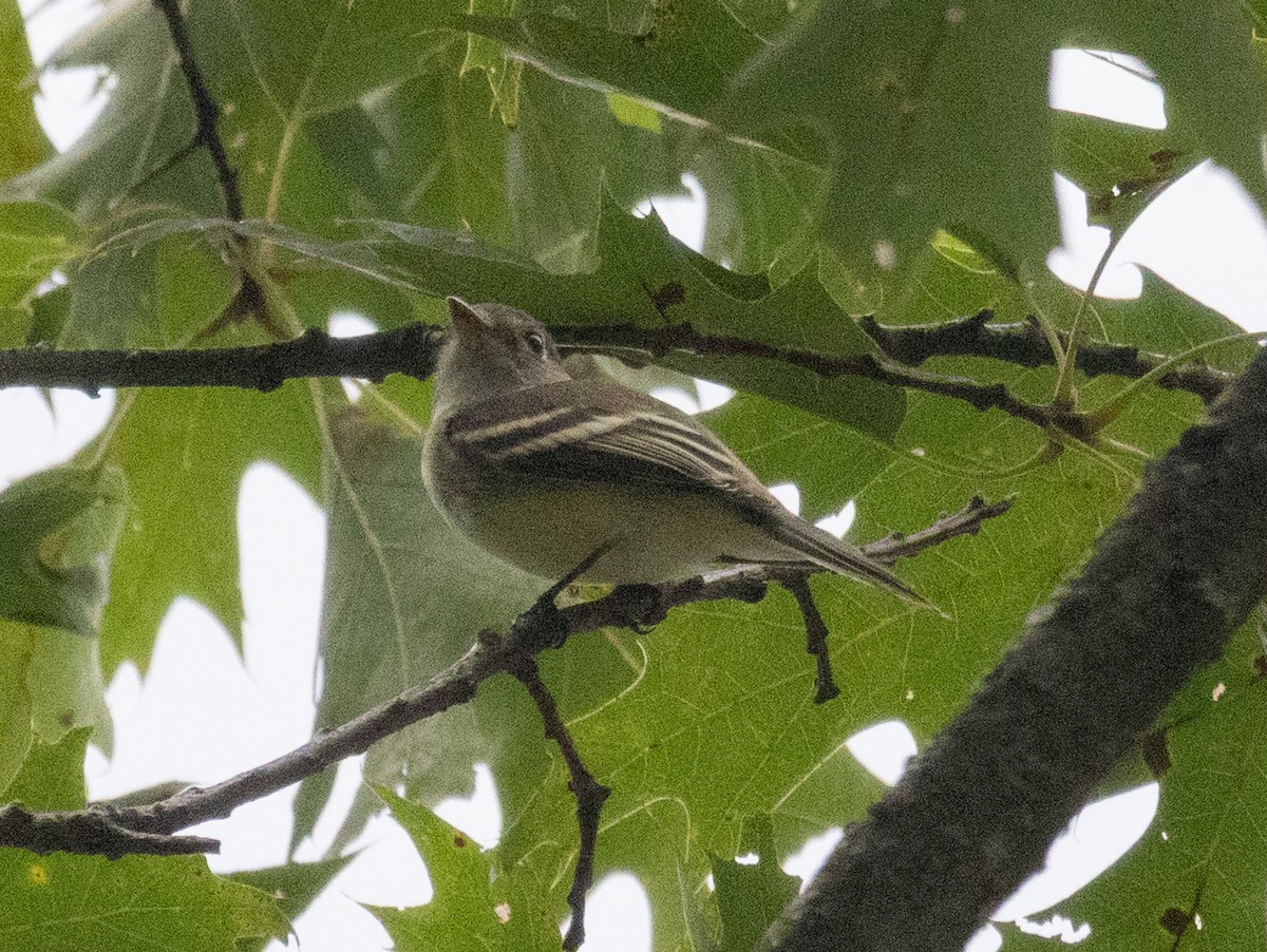Empidonax sp. - ML641018582