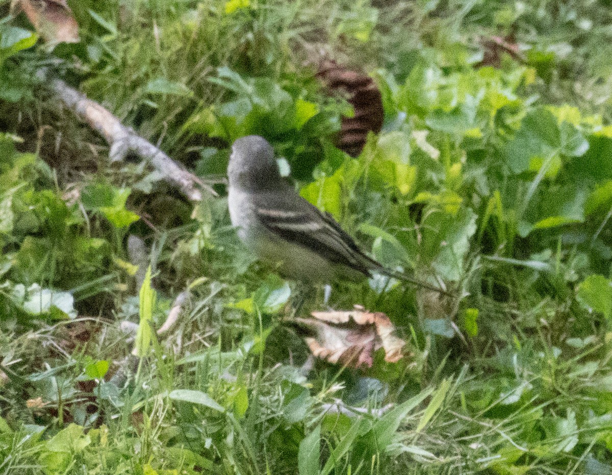 Empidonax sp. - ML641018583