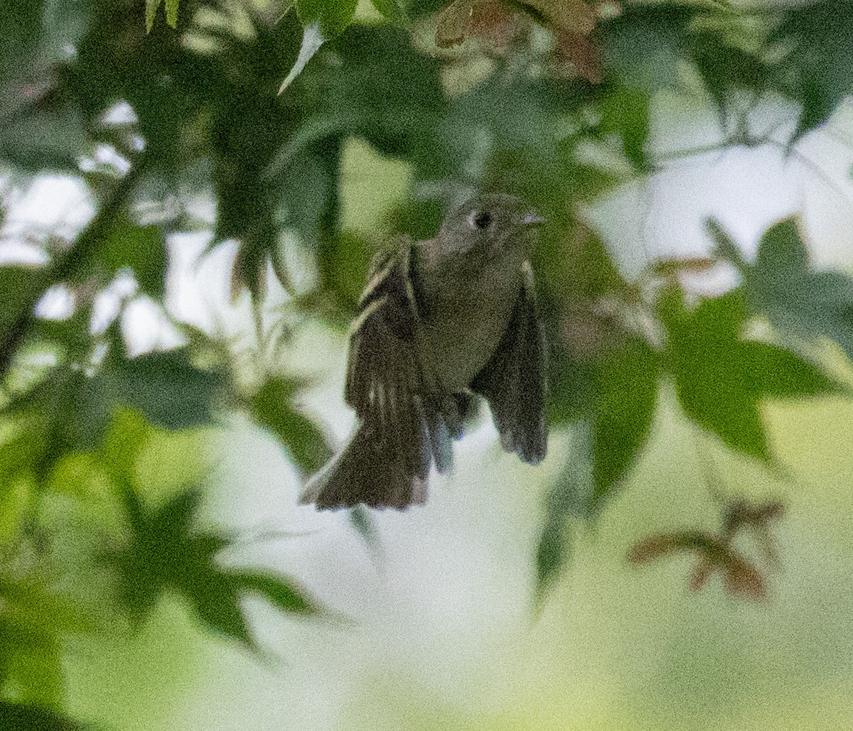 Empidonax sp. - ML641018584