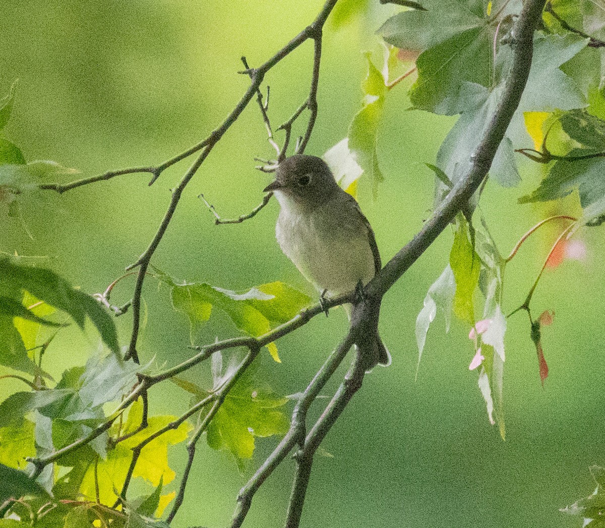 Empidonax sp. - ML641018585