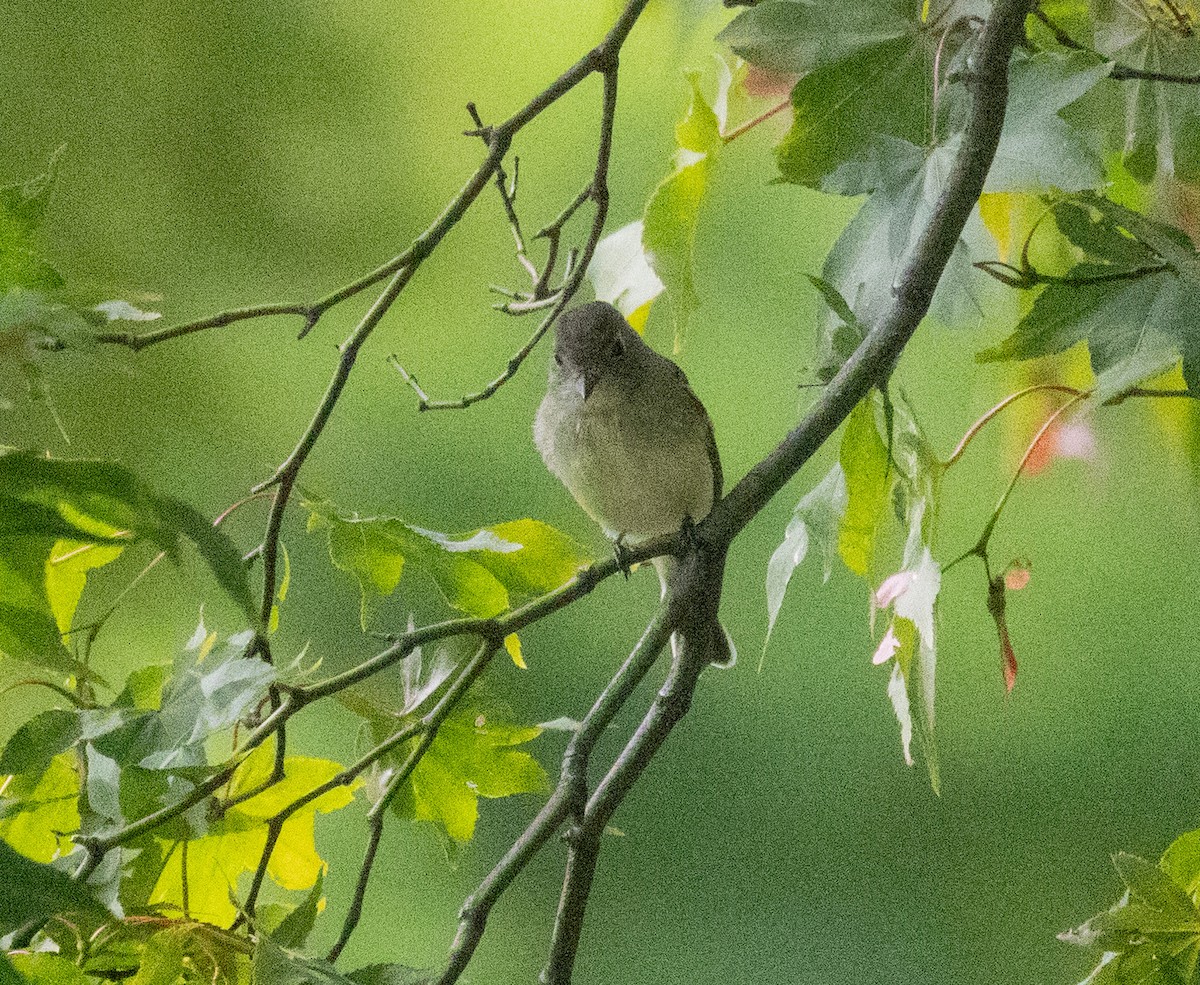 Empidonax sp. - ML641018586