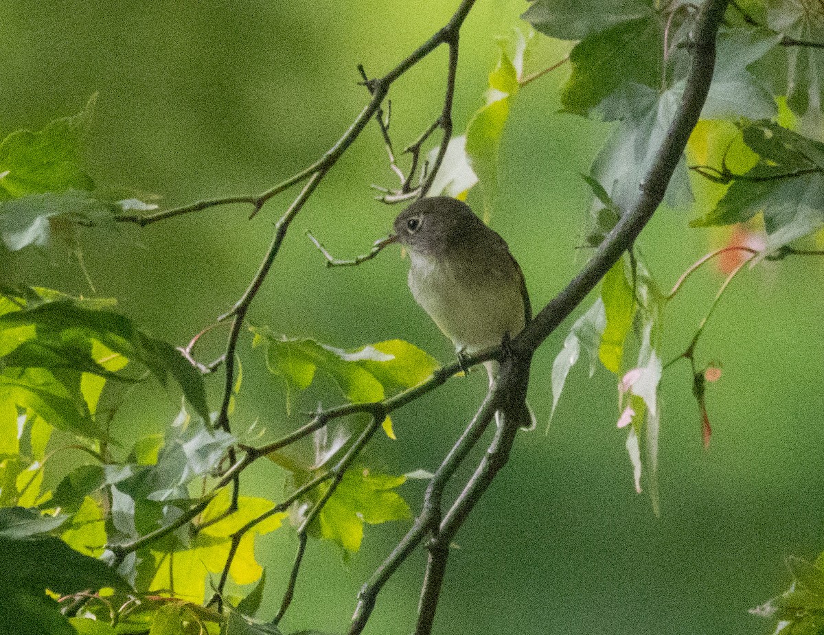 Empidonax sp. - ML641018587