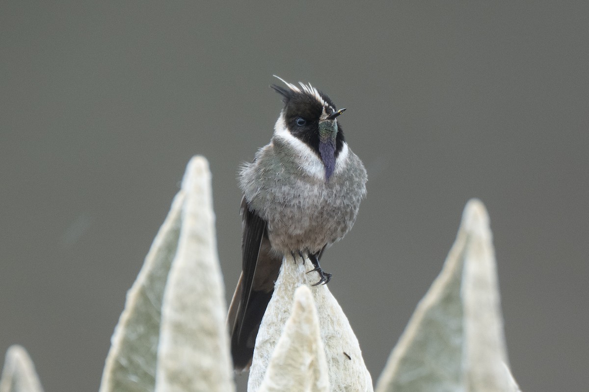 okerhjelmkolibri - ML641018592