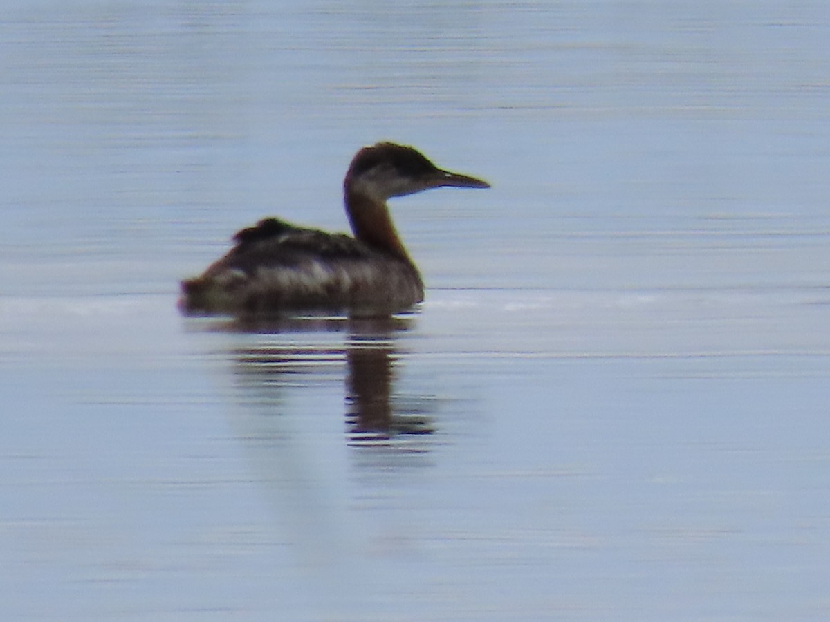 Red-necked Grebe - ML641018594