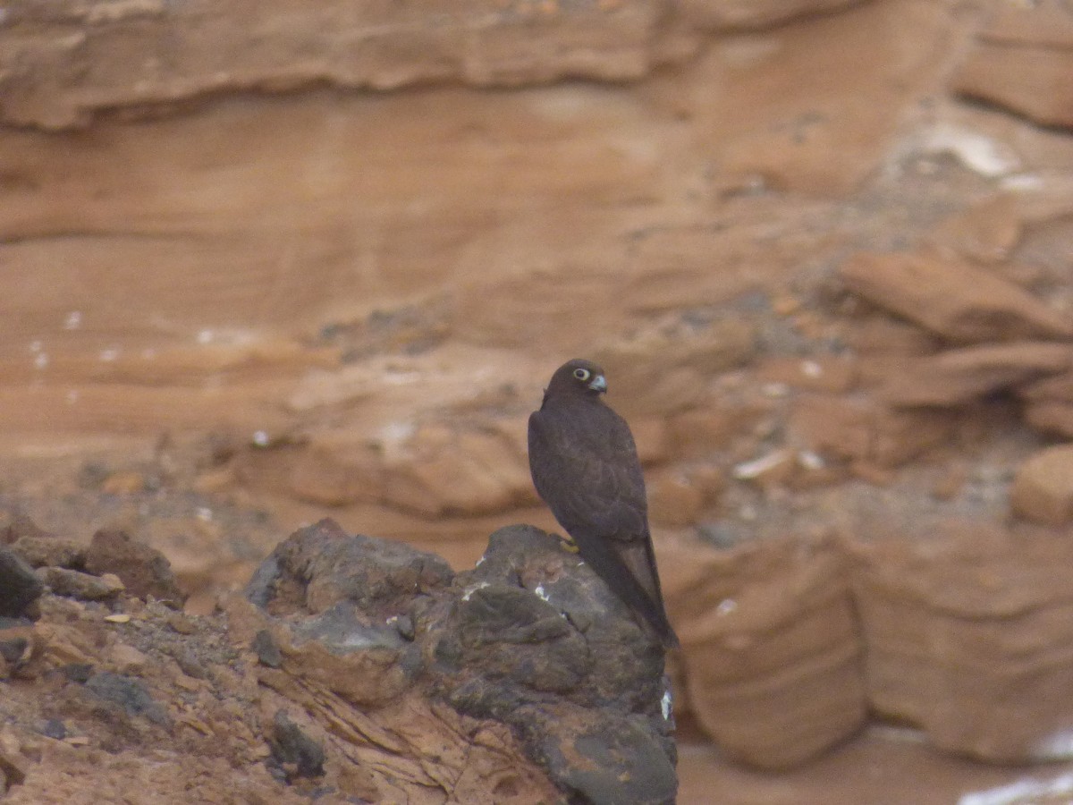 Eleonora's Falcon - ML641018626