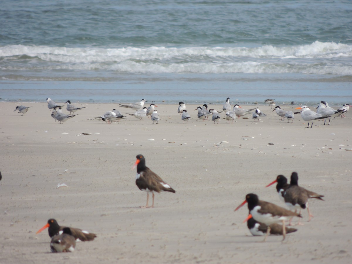 Common Tern - ML641018647