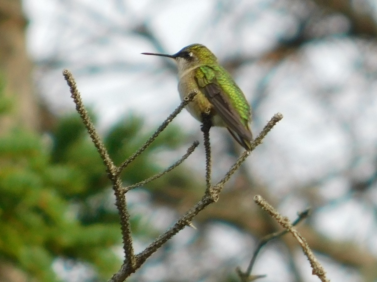 Ruby-throated Hummingbird - ML641018672