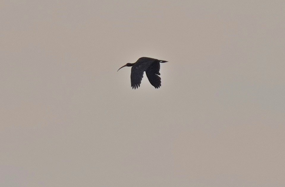 Ibis à face nue - ML641018677
