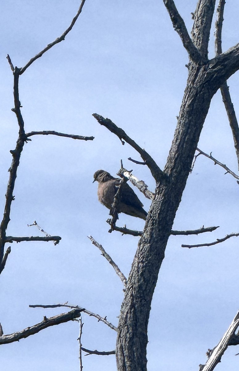 Mourning Dove - ML641018749