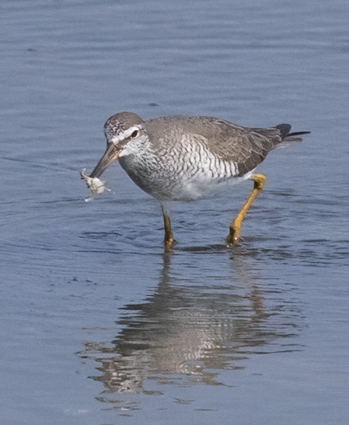 Gray-tailed Tattler - ML641018750