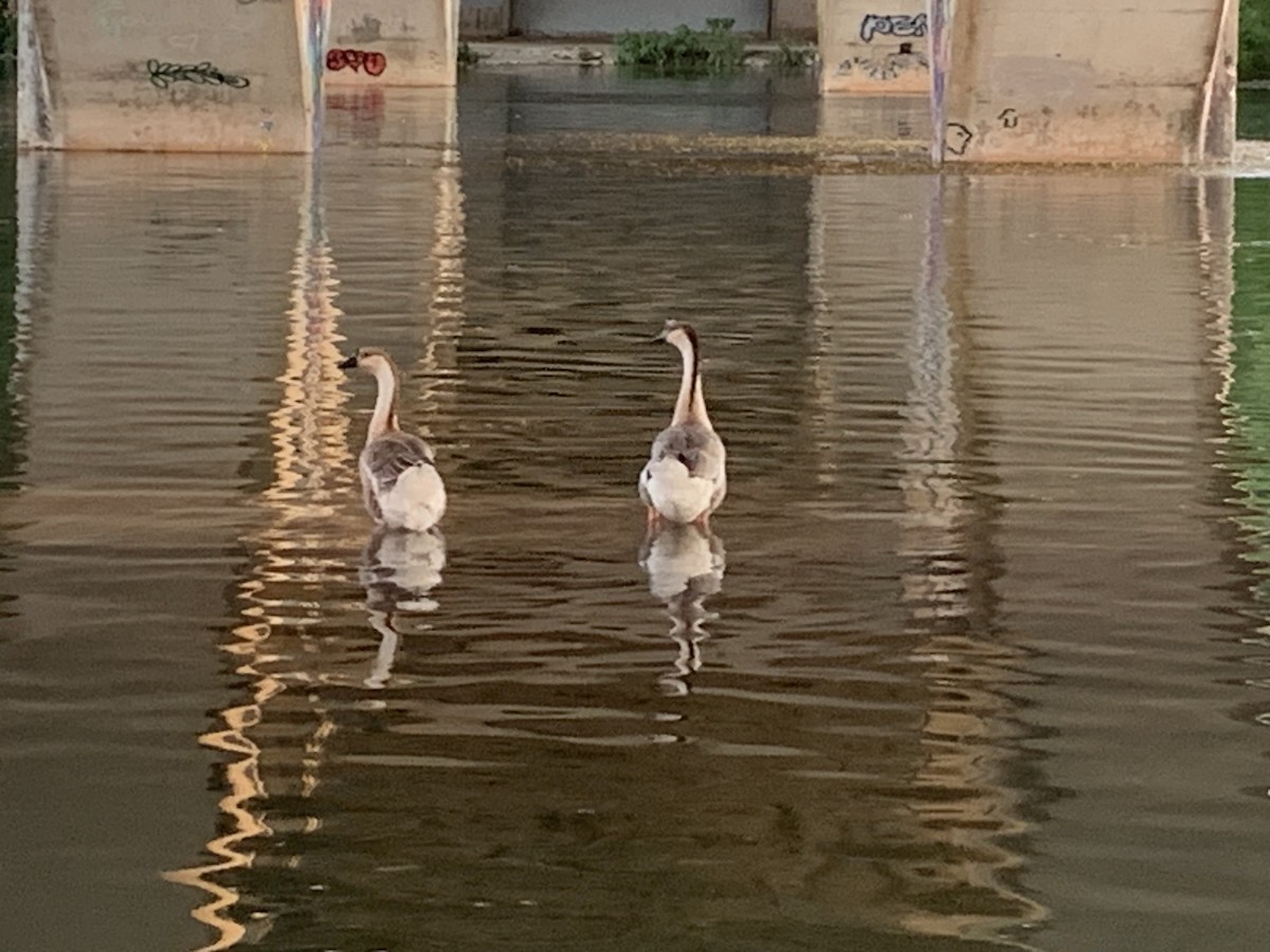 Swan Goose (Domestic type) - ML641018754