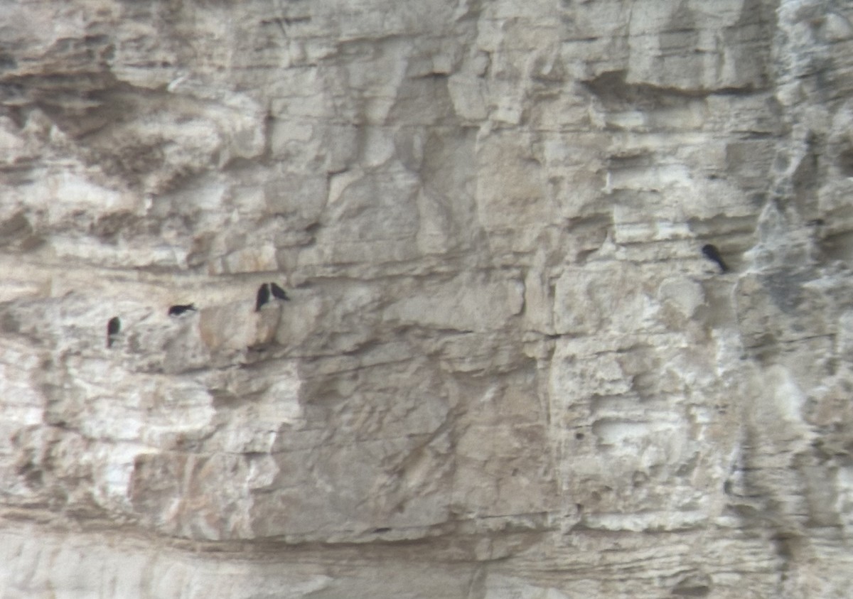 Eleonora's Falcon - ML641018761