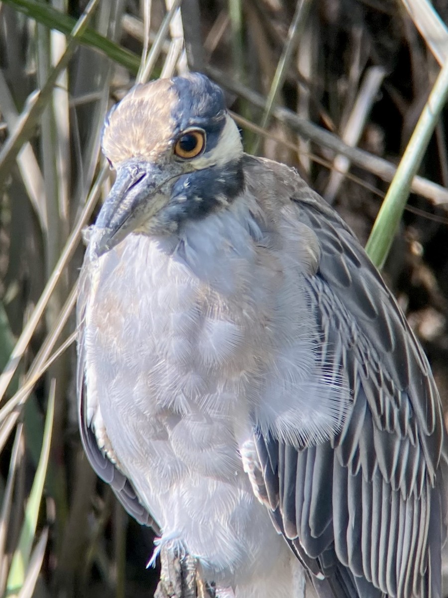 Yellow-crowned Night Heron - ML641018784
