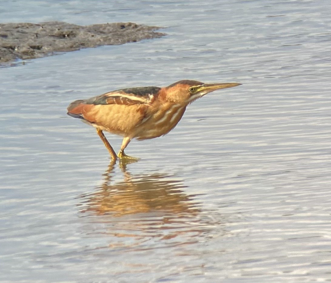 Least Bittern - ML641018796