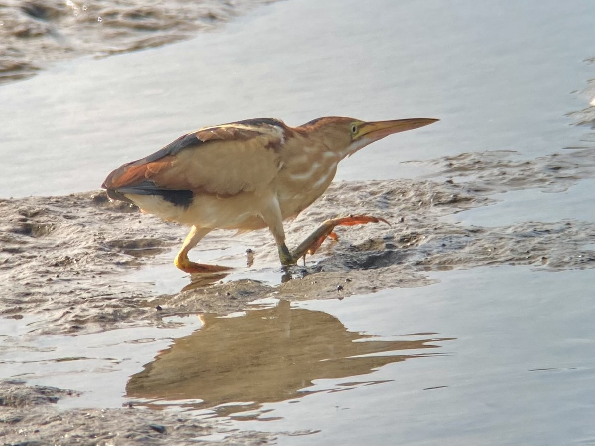 Least Bittern - ML641018800