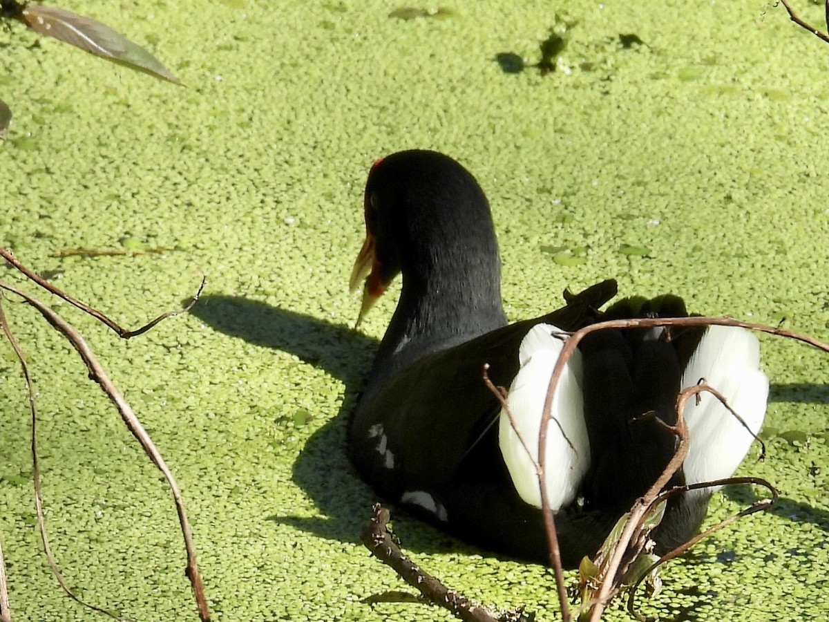 Common Gallinule - ML641018806