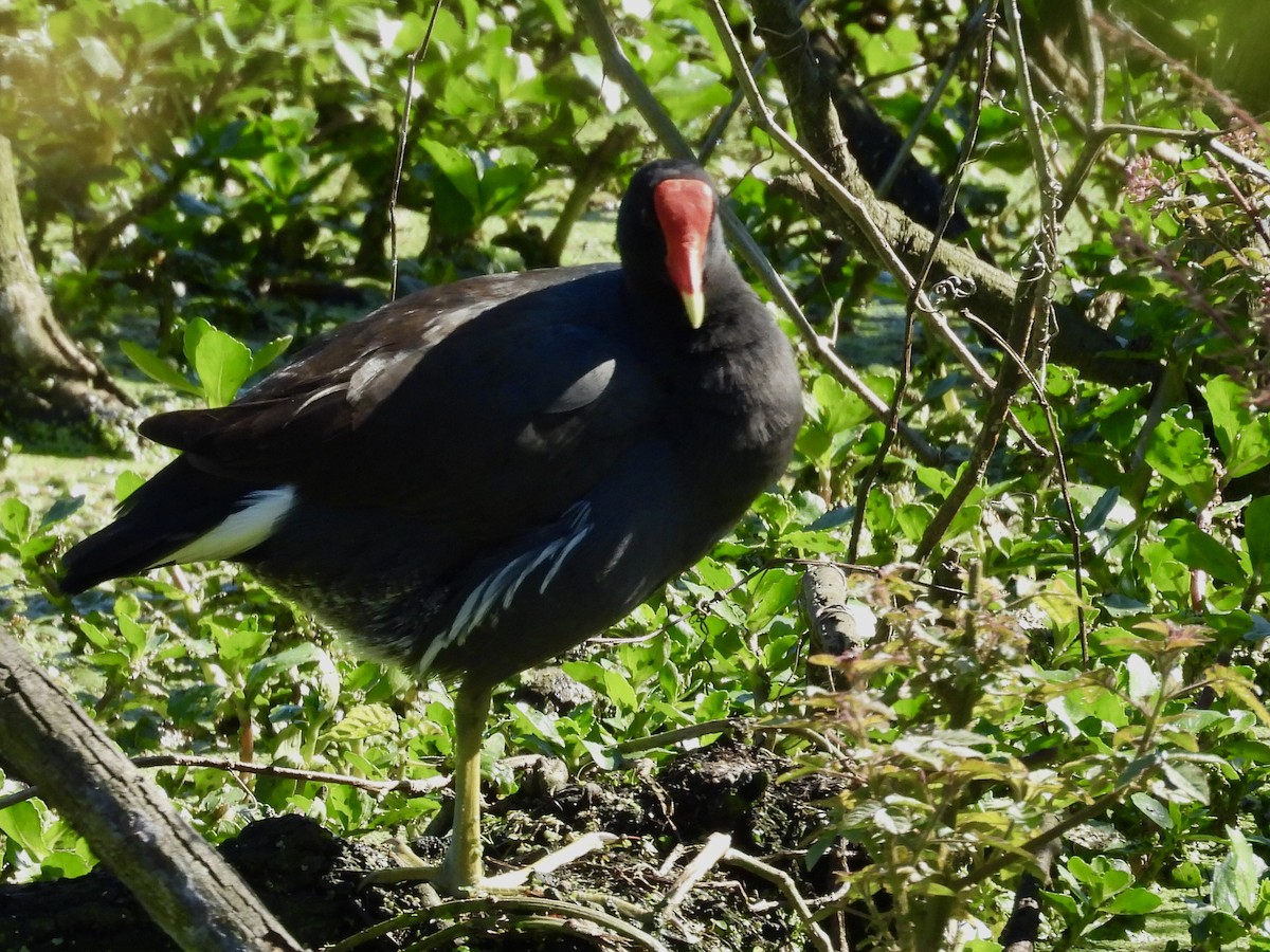 Common Gallinule - ML641018807