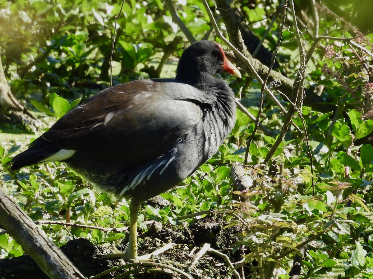 Common Gallinule - ML641018809