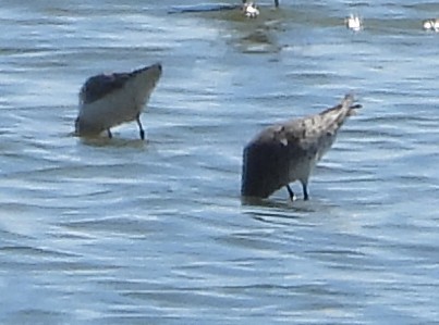 Weißbürzel-Strandläufer - ML641018819